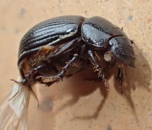 Ammoecius elevatus